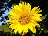 Cjp_2003_06_28_064131.jpg