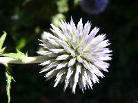 Cjp_2003_07_11_152610.jpg