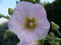 Cjp_2003_07_14_065919.jpg