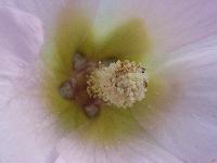 Cjp_2003_07_14_065933.jpg