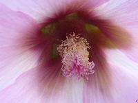 Cjp_2003_07_14_065951.jpg