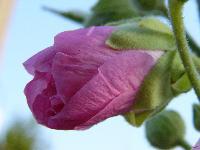 Cjp_2003_07_14_070000.jpg