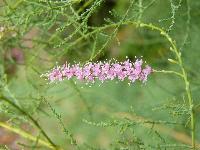 Cjp_2003_07_20_102454.jpg