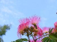Cjp_2003_07_20_155504.jpg