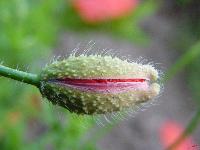 Cjp_2003_07_31_180405.jpg