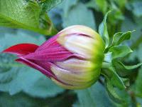 Cjp_2003_07_31_181509.jpg