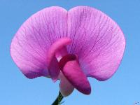 Cjp_2003_09_13_161833 (3).jpg