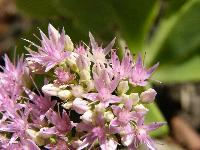 Cjp_2003_09_14_145313.jpg
