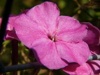 Cjp_2003_09_30_101311.jpg