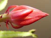 Cjp_2003_11_10_105701.jpg