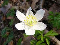 Cjp_2004_03_28_155623.jpg