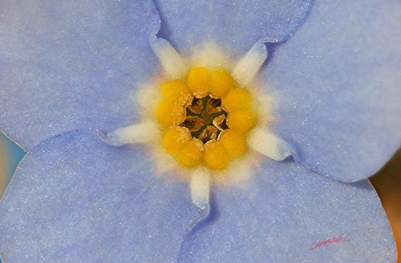 Cjp_2006_04_19_094037_R.jpg