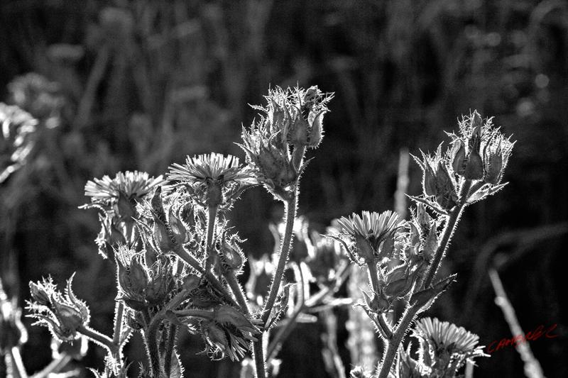 Cjp_2006_07_17_090919_NB.jpg