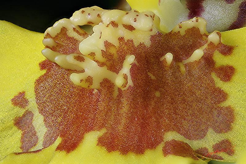 Cjp_2006_10_22_104914_RZ5_Oncidium_2.jpg