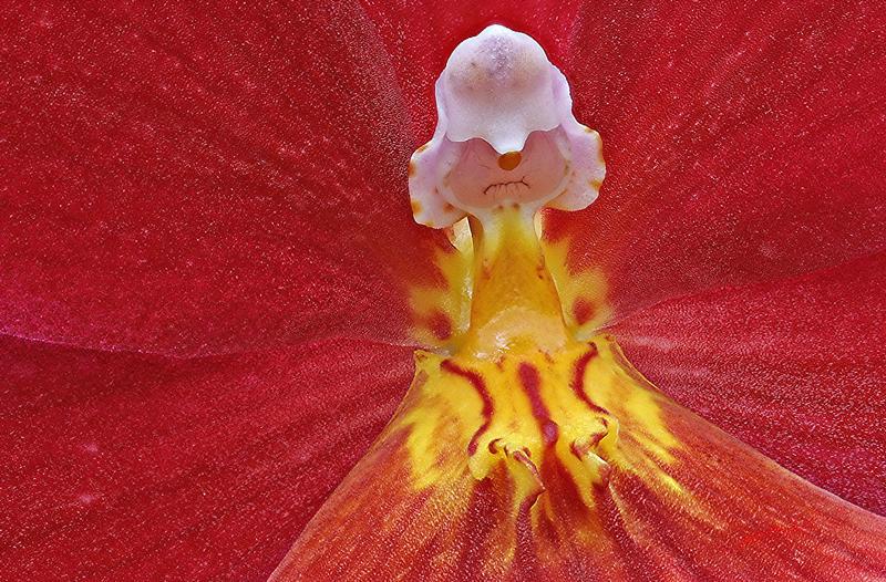 Cjp_2006_10_26_151852_RZ5_Orchidee_2.jpg