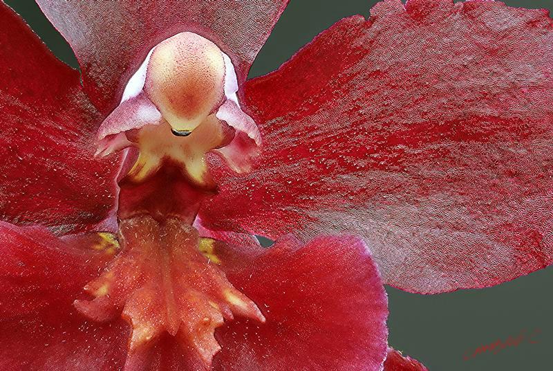 Cjp_2006_10_26_153233_RZ5_Orchidee_Cambria_3.jpg