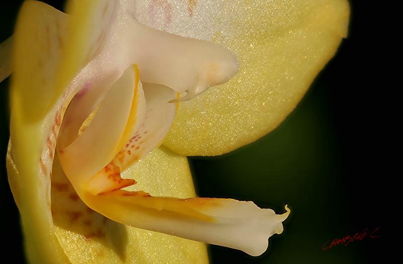 Cjp_2006_11_29_113313_RZ5_Orchidee_2.jpg