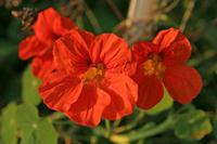 Cjp_2005_10_15_183740.JPG