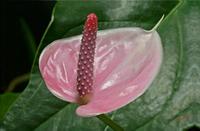 Cjp_2006_02_07_154308_2.JPG
