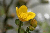Cjp_2006_04_11_153015.JPG