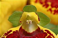 Cjp_2006_04_18_100257_R.jpg