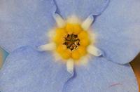 Cjp_2006_04_19_094037_R.jpg
