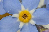 Cjp_2006_04_23_101703_R.jpg