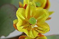 Cjp_2006_04_27_105337_R.JPG