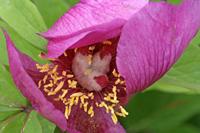 Cjp_2006_05_05_110804.JPG