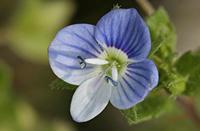 Cjp_2006_05_13_095958_RZ5.jpg