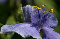 Cjp_2006_06_02_090503_RZ5.jpg