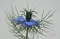 Cjp_2006_06_02_140624_RZ5.jpg