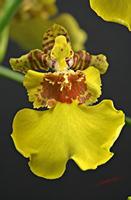 Cjp_2006_10_21_094917_RZ5_Oncidium.jpg