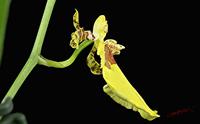 Cjp_2006_10_21_150632_RZ5_Oncidium_3.jpg