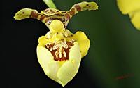 Cjp_2006_10_22_102629_RZ5_Oncidium.jpg