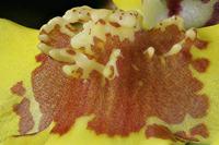 Cjp_2006_10_22_104914_RZ5_Oncidium_2.jpg
