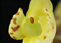 Cjp_2006_10_22_152948_RZ5_Oncidium_2.jpg