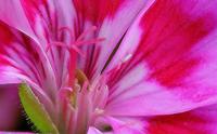 Cjp_2006_10_25_105016_Granium_RZ5_2.jpg