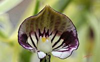 Cjp_2006_10_26_150502_RZ5_Orchidee.jpg