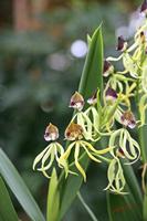 Cjp_2006_10_26_150918_Orchidee.jpg