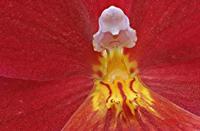 Cjp_2006_10_26_151852_RZ5_Orchidee_2.jpg