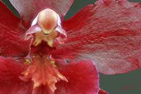 Cjp_2006_10_26_153233_RZ5_Orchidee_Cambria_3.jpg