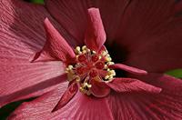 Cjp_2006_10_30_134757_RZ5_Hibiscus.JPG