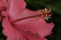 Cjp_2006_10_30_135308_RZ5_Hibiscus.JPG