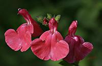 Cjp_2006_10_30_151628_RZ5.JPG