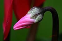 Cjp_2006_10_30_180744_RZ5_3.jpg