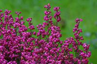 Cjp_2006_10_30_180954_RZ5_2.jpg