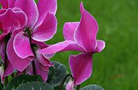 Cjp_2006_10_30_181205_RZ5_2.jpg
