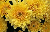 Cjp_2006_10_30_181539_RZ5_2.jpg