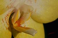 Cjp_2006_11_29_112842_RZ5_Orchidee_2.jpg